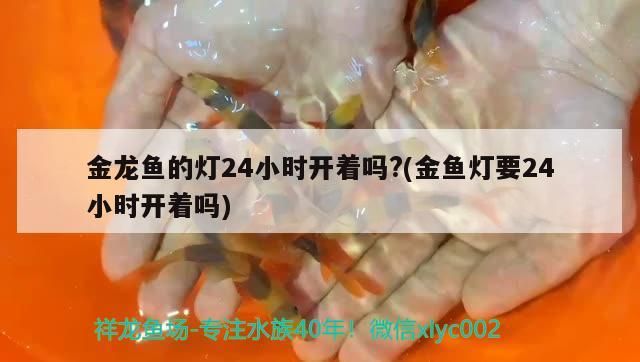金龍魚的燈24小時開著嗎?(金魚燈要24小時開著嗎) 金龍魚的燈24小時開著嗎?(金魚燈要24小時開著嗎) 觀賞魚百科