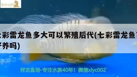 七彩雷龍魚多大可以繁殖后代(七彩雷龍魚苗好養嗎)
