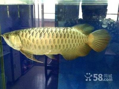 過背金龍價格22公分（22公分過背金龍魚過背金龍魚價格受多種因素影響）