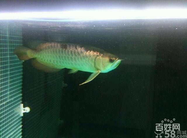 過背金龍價格22公分（22公分過背金龍魚過背金龍魚價格受多種因素影響）