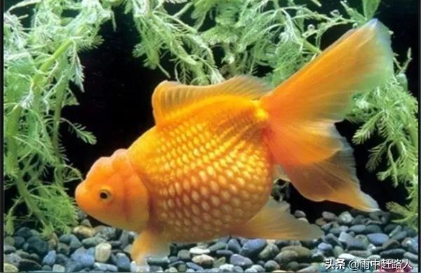 陽江觀賞魚:陽江炸魚瑪制作方法（陽江炸魚瑪制作方法）