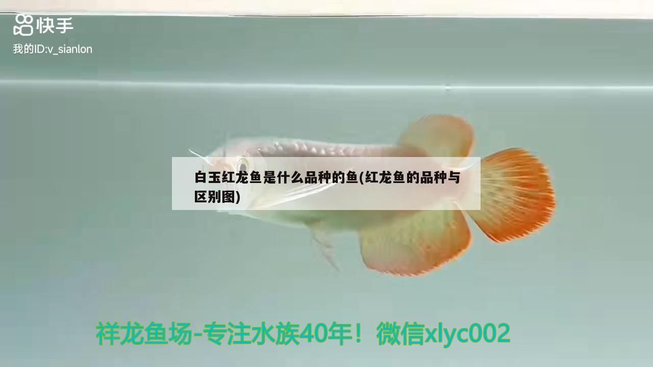 白玉紅龍魚是什么品種的魚(紅龍魚的品種與區別圖)（白玉紅龍魚是什么品種的魚）