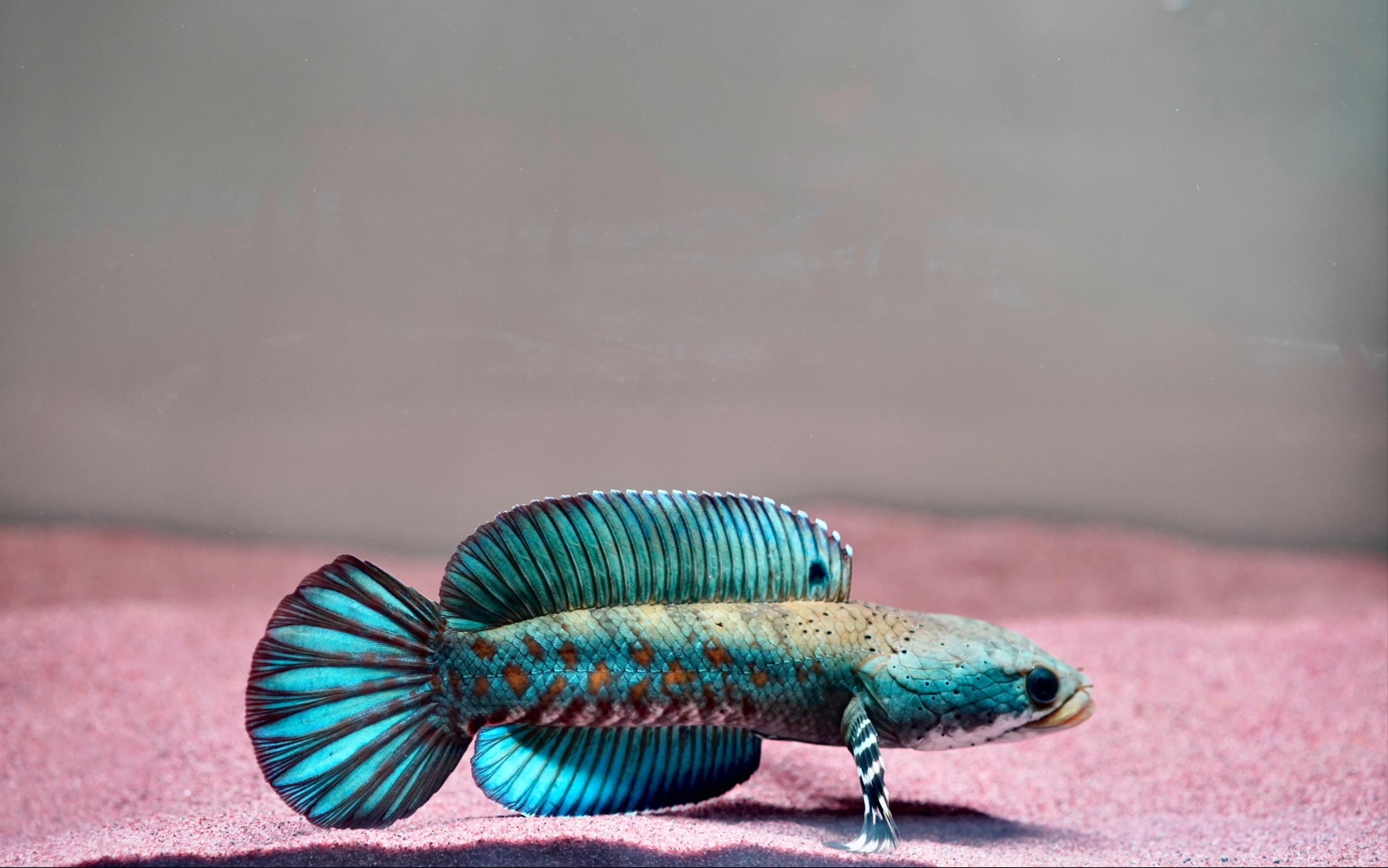雷龍魚(yú)體內(nèi)有寄生蟲(chóng)的表現(xiàn)（雷龍魚(yú)體內(nèi)出現(xiàn)寄生蟲(chóng)會(huì)有哪些表現(xiàn)？）