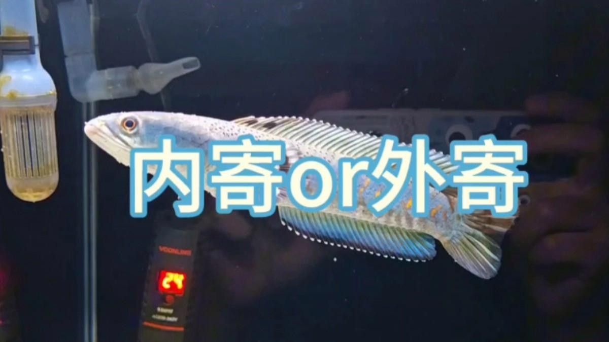 雷龍魚(yú)體內(nèi)有寄生蟲(chóng)的表現(xiàn)（雷龍魚(yú)體內(nèi)出現(xiàn)寄生蟲(chóng)會(huì)有哪些表現(xiàn)？）