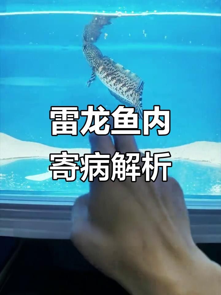 雷龍魚(yú)體內(nèi)有寄生蟲(chóng)的表現(xiàn)（雷龍魚(yú)體內(nèi)出現(xiàn)寄生蟲(chóng)會(huì)有哪些表現(xiàn)？）