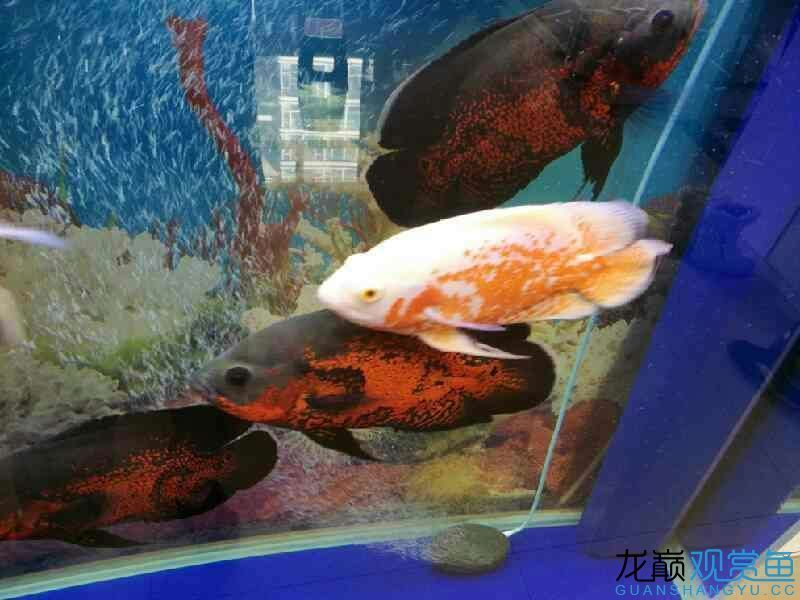 這個平臺等級怎樣才能升級？為什么生了又掉？（平臺等級升級與掉級）