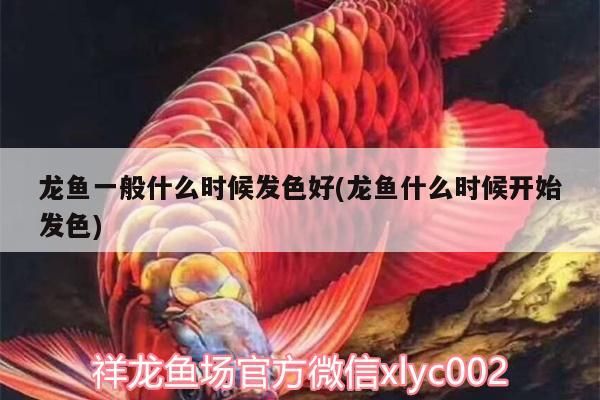 如何維護60厘米龍魚缸的水質?,60厘米龍魚缸水質管理 龍魚百科 第2張 如何維護60厘米龍魚缸的水質?,60厘米龍魚缸水質管理 如何維護60厘米龍魚缸的水質?,60厘米龍魚缸水質管理 龍魚百科 第2張
