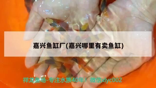 嘉興魚缸廠(嘉興哪里有賣魚缸)（嘉興哪里有賣魚缸的） 嘉興魚缸廠(嘉興哪里有賣魚缸)（嘉興哪里有賣魚缸的） 觀賞魚百科