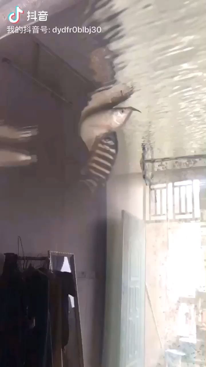 慘案發(fā)生（中國魚翅評論：一覺起來發(fā)生了慘案，怎么救治）