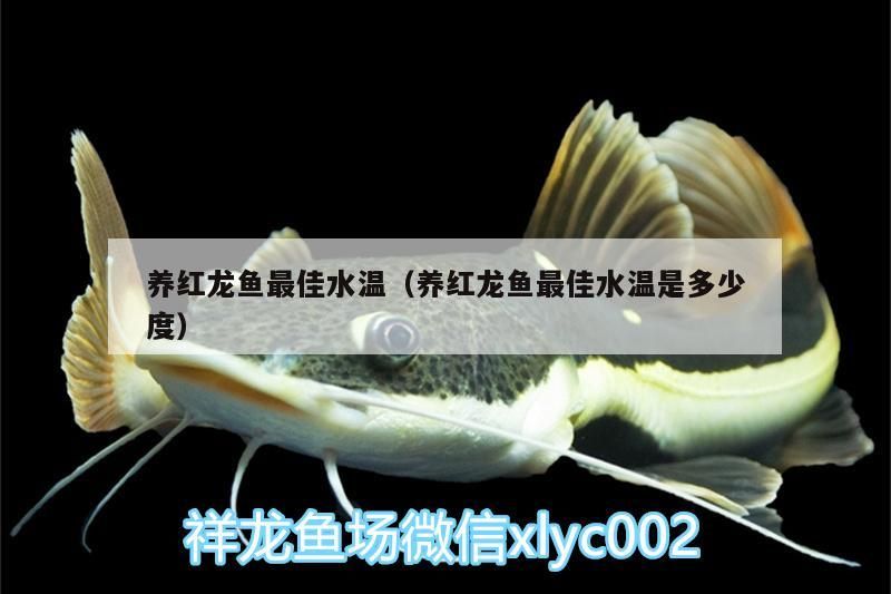 養紅龍魚最佳水溫（養紅龍魚最佳水溫是多少度）（養紅龍魚最佳水溫是多少度）