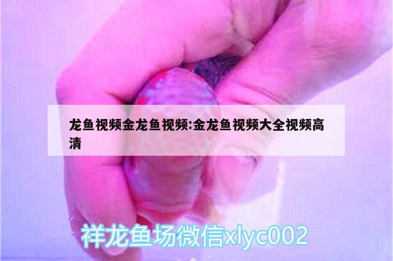 龍魚視頻金龍魚視頻:金龍魚視頻大全視頻高清
