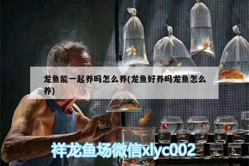 龍魚能一起養嗎怎么養(龍魚好養嗎龍魚怎么養)