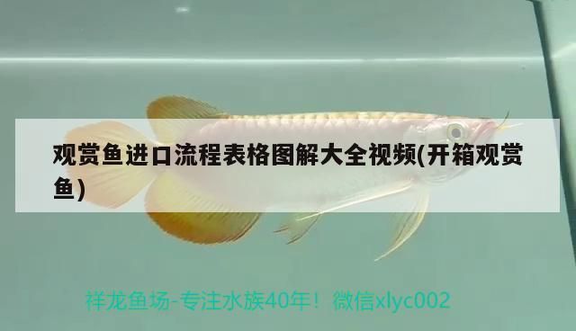 觀賞魚進(jìn)口流程表格圖解大全視頻(開箱觀賞魚)（觀賞魚、觀賞魚進(jìn)口流程表格圖解大全視頻表格圖解大全視頻）
