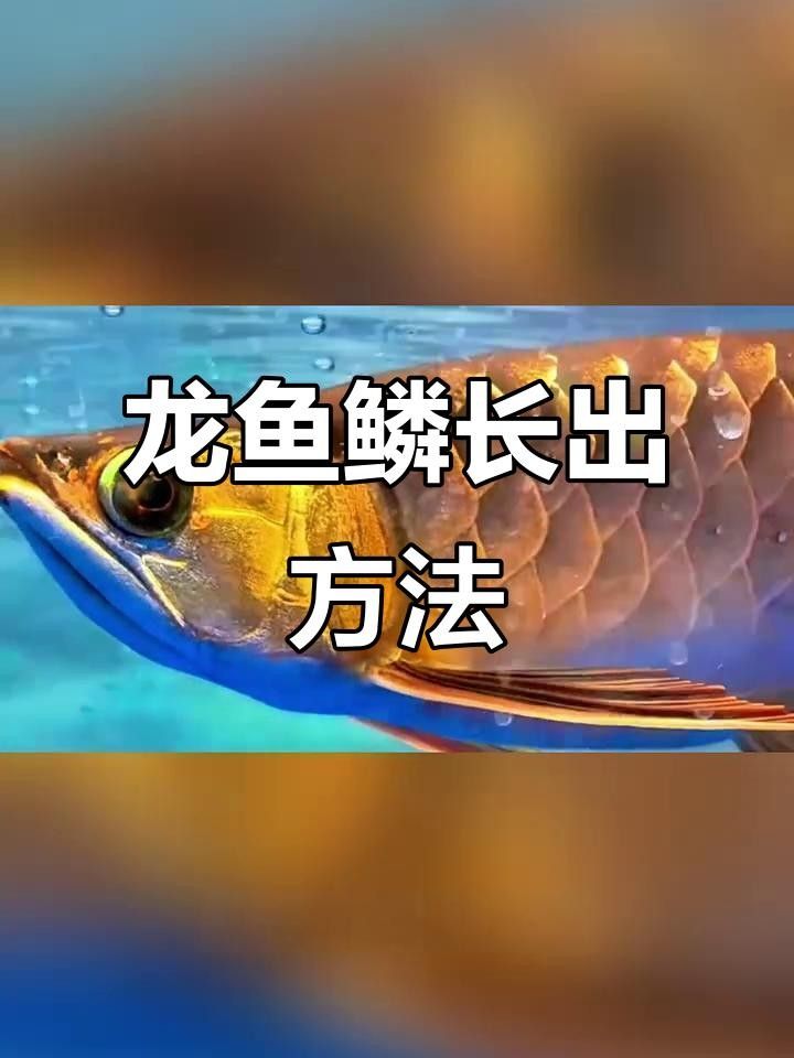 龍魚(yú)鱗片掉了多久能恢復(fù)（龍魚(yú)鱗片掉了還能長(zhǎng)出來(lái)嗎）
