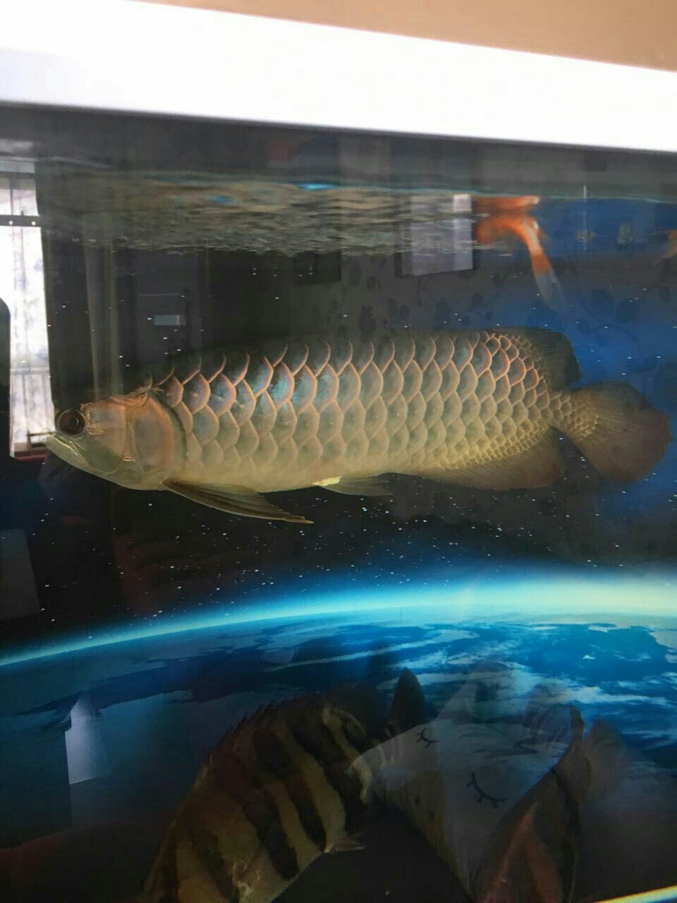 富態（龍虎虹龍是最大亮點）