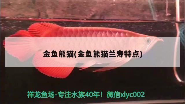 金魚熊貓(金魚熊貓蘭壽特點)（金魚熊貓蘭壽特點）