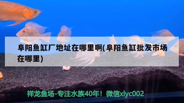 阜陽魚缸廠地址在哪里啊(阜陽魚缸批發市場在哪里)