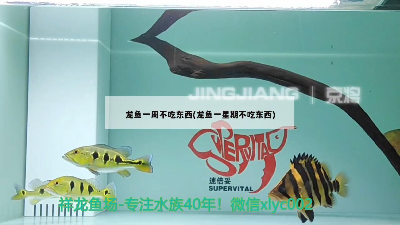 魚兒今天開始吃食了（今天第一次給魚喂食，能看到大魚吃，但還沒看到大魚吃）
