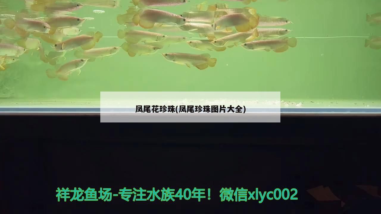 鳳尾花珍珠(鳳尾珍珠圖片大全)（鳳尾珍珠圖片50大全對應(yīng)的相關(guān)信息幫助各位有所幫助）