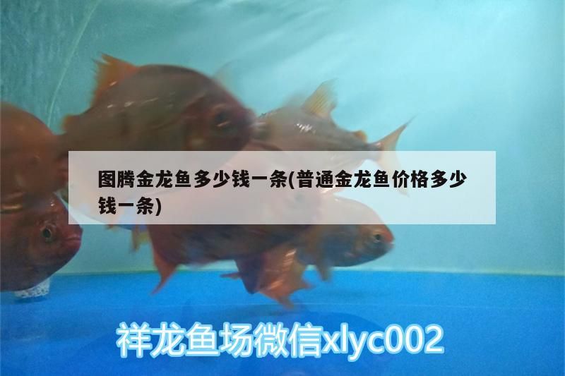 圖騰金龍魚多少錢一條(普通金龍魚價格多少錢一條)（圖騰金龍魚多少錢一條）