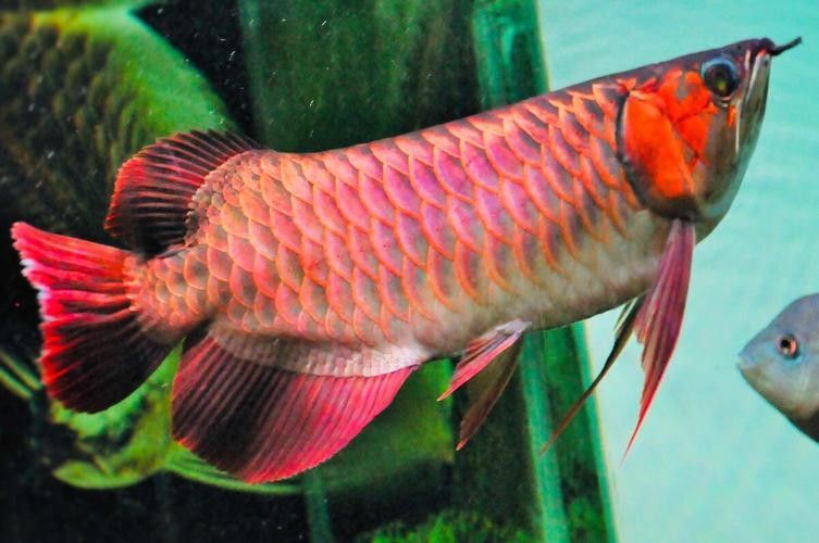 戰(zhàn)車紅龍魚（戰(zhàn)車紅龍魚的價格是多少？）