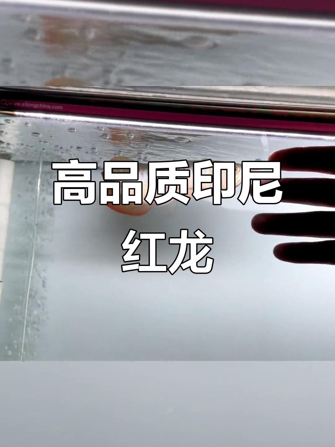 戰(zhàn)車紅龍魚（戰(zhàn)車紅龍魚的價格是多少？）