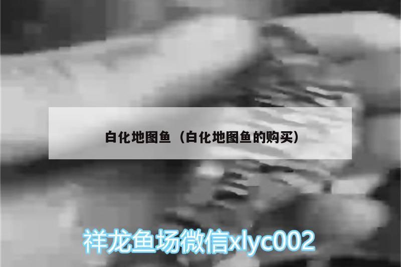 白化地圖魚（白化地圖魚的購(gòu)買）（白化地圖魚、白化地圖魚、白化地圖魚、白化地圖魚有哪些品種）