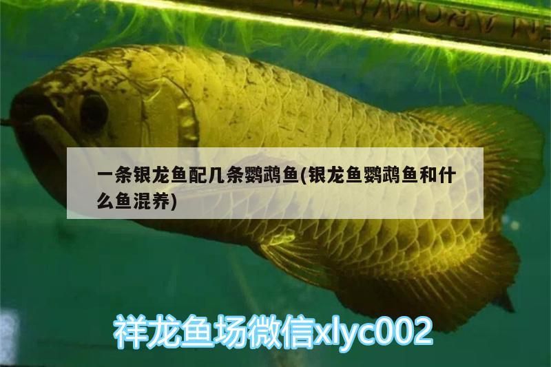 一條銀龍魚配幾條鸚鵡魚(銀龍魚鸚鵡魚和什么魚混養)
