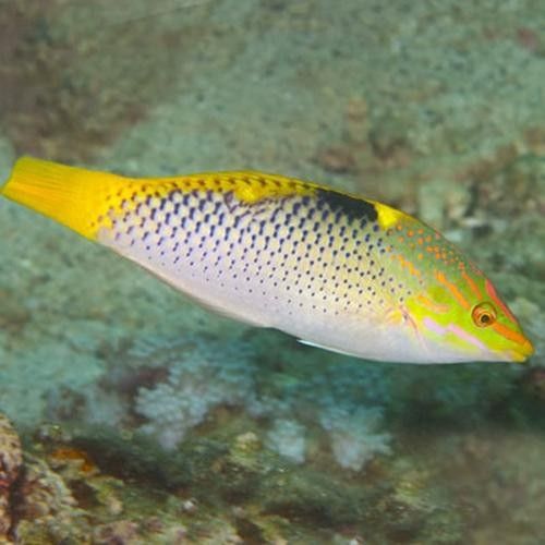 黃龍海水魚活體隆頭魚（黃龍海水魚活體隆頭魚養殖技術、生物學特性以及在海洋生態系統中的作用）