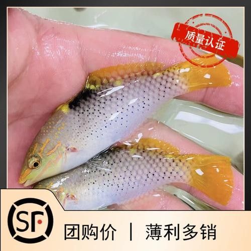 黃龍海水魚活體隆頭魚（黃龍海水魚活體隆頭魚養殖技術、生物學特性以及在海洋生態系統中的作用）