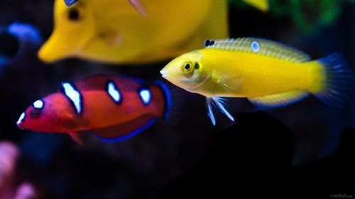 黃龍海水魚活體隆頭魚（黃龍海水魚活體隆頭魚養殖技術、生物學特性以及在海洋生態系統中的作用）