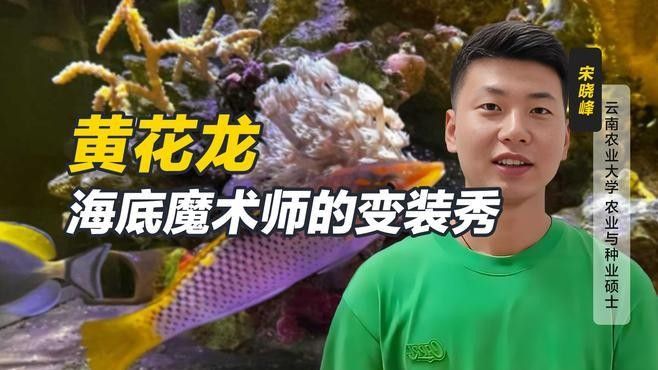 黃龍海水魚活體隆頭魚（黃龍海水魚活體隆頭魚養殖技術、生物學特性以及在海洋生態系統中的作用）
