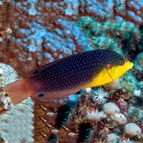 黃龍海水魚活體隆頭魚（黃龍海水魚活體隆頭魚養殖技術、生物學特性以及在海洋生態系統中的作用）