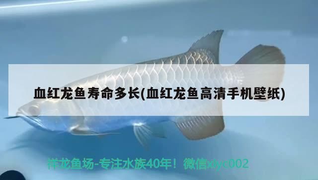 血紅龍魚壽命多長(血紅龍魚高清手機壁紙)（紅龍魚的壽命多長時間能活多久，紅龍魚能活多久，）