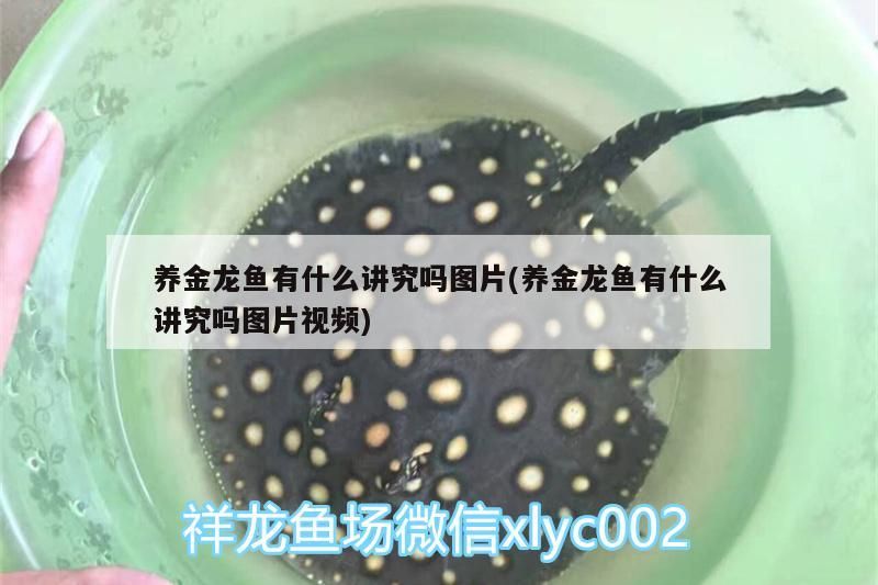 養金龍魚有什么講究嗎圖片(養金龍魚有什么講究嗎圖片視頻)（養金龍魚有什么講究嗎）