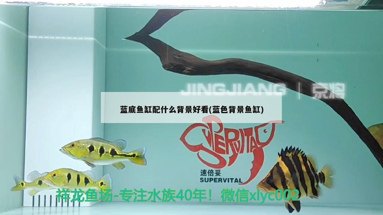 藍底魚缸配什么背景好看(藍色背景魚缸)（藍底魚缸配什么背景好看）