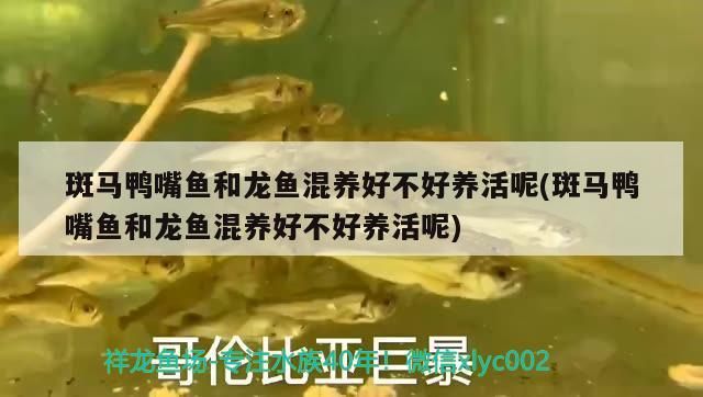 什么是龍魚趴缸的原因(龍魚總是趴缸什么原因)（斑馬鴨嘴魚和龍魚混養好不好養活）
