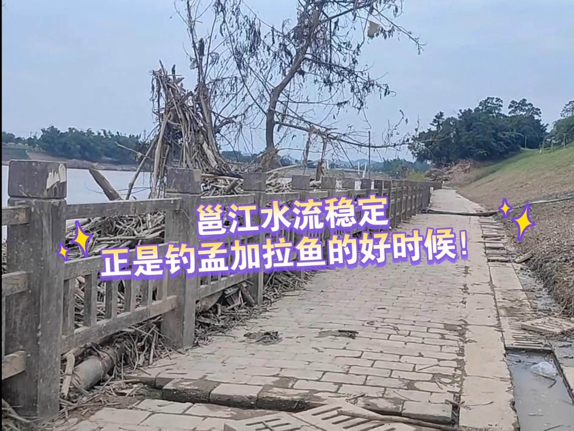 邕江孟加拉魚（桂孟加拉鯪廣西邕江有什么魚極客汐潮邕江孟加拉魚的真假）