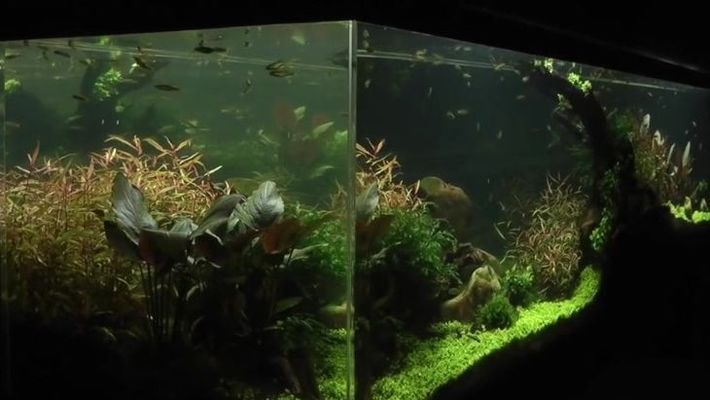 佛山黑金剛魚缸怎么樣（佛山黑金剛水族用品有限公司）（佛山黑金剛魚缸有哪些特點(diǎn)）