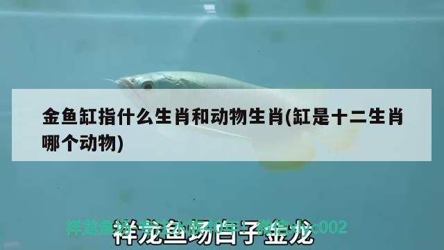 金魚缸指什么生肖和動物生肖(缸是十二生肖哪個動物)（金魚缸指什么生肖和動物生肖和動物生肖和動物生肖和動物生肖）