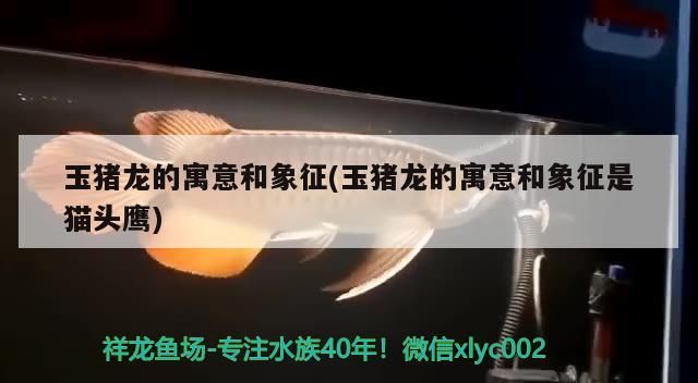 玉豬龍的寓意和象征(玉豬龍的寓意和象征是貓頭鷹)（玉豬龍的寓意與象征）