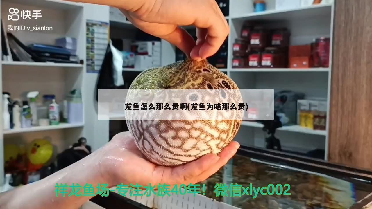 龍魚怎么那么貴啊(龍魚為啥那么貴)（龍魚為什么那么貴）