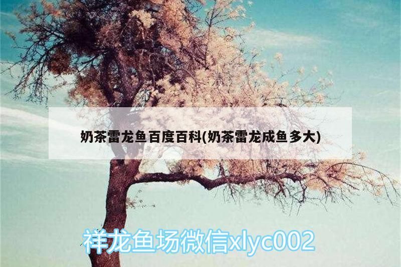 奶茶雷龍魚百度百科(奶茶雷龍成魚多大)（奶茶雷龍魚百度百度百科和奶茶雷龍魚百度百科的解釋）