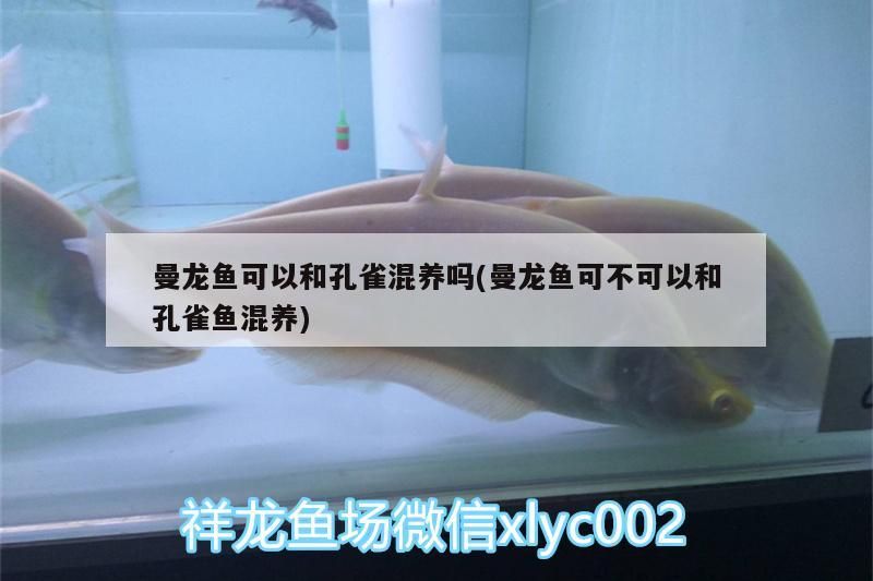曼龍魚可以和孔雀混養(yǎng)嗎(曼龍魚可不可以和孔雀魚混養(yǎng))（曼龍魚可以和孔雀混養(yǎng)嗎）