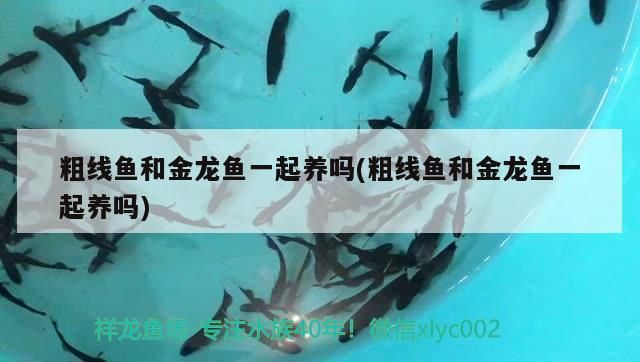 粗線魚和金龍魚一起養(yǎng)嗎(粗線魚和金龍魚一起養(yǎng)嗎)（和粗線魚和金龍魚一起養(yǎng)嗎）