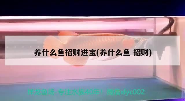 紅龍魚 養什么魚招財進寶(養什么魚招財)(家里養什么魚可以招財添祿) 觀賞魚百科 養什么魚招財進寶(養什么魚招財)(家里養什么魚可以招財添祿) 養什么魚招財進寶(養什么魚招財)(家里養什么魚可以招財添祿) 觀賞魚百科