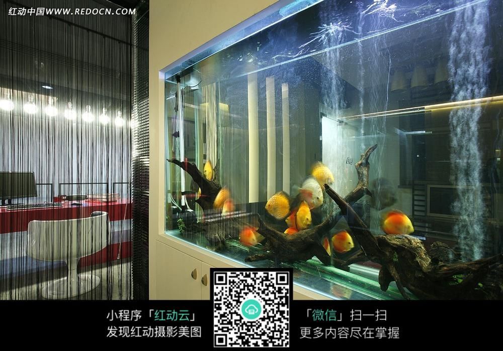 魚缸怎么裝扮（如何將魚缸裝扮的更漂亮）