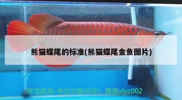 熊貓蝶尾的標準(熊貓蝶尾金魚圖片)（熊貓蝶尾金魚的標準）