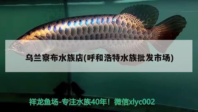 烏蘭察布水族店(呼和浩特水族批發市場)（烏蘭察布水族市場）