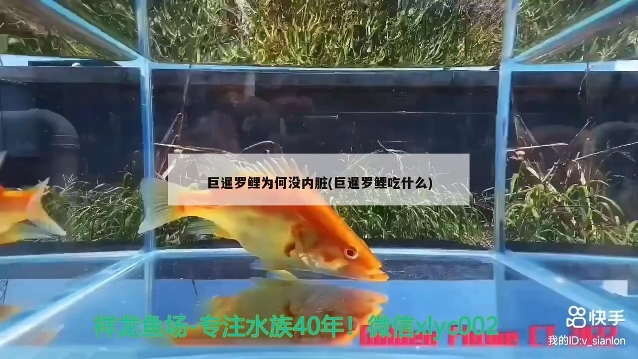 巨暹羅鯉為何沒內臟(巨暹羅鯉吃什么)（世界自然保護紅名單瀕危程度排名：巨暹羅鯉為何沒內臟）